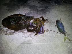 朝来帰周辺の地磯にてヤエンでアオリイカ