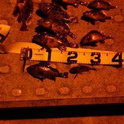 神戸空港にてウキ釣り、メバル&ガシラ