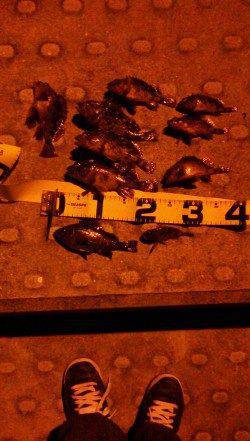 神戸空港にてウキ釣り、メバル&ガシラ