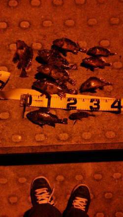 神戸空港にてウキ釣り、メバル&ガシ…