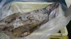 見老津の地磯でアオリイ10パイ・総重量6.5kg