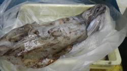 見老津の地磯でアオリイ10パイ・総重量6.…