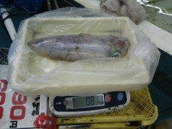 権現崎地磯にて810ｇのアオリイカの釣果