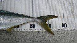 白浜の地磯でメジロ77cm&スズキ69cm！