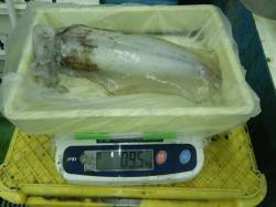 伊古木、ヤエンでアオリイカ釣れてます