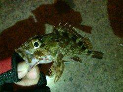 メバル狙いでガシラの釣果 in垂水漁港