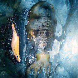 村島磯のエギングでアオリイカ2ハイ