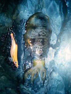 村島磯のエギングでアオリイカ2ハイ