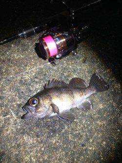 ランガンメバリング【20前半サイズの数釣りで楽しめました】