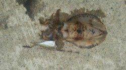 串本のヤエン釣行、勢い良くドラグがなりました！