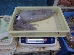 すさみ堤防でエギングでの釣果