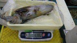 朝来帰港でキロアップのアオリイカ！ヤエン釣果