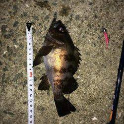 妻鹿灘浜でメバルナイトゲーム