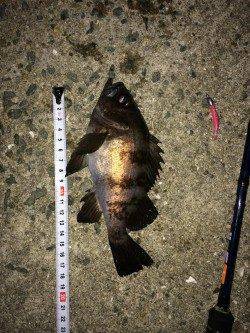 妻鹿灘浜でメバルナイトゲーム