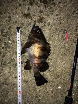 妻鹿灘浜でメバルナイトゲーム