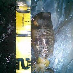 村島磯のエギングでアオリイカ2ハイ