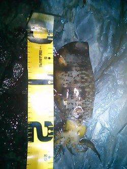 村島磯のエギングでアオリイカ2ハイ