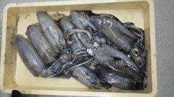 見草漁港磯のエギングでアオリイカ爆釣！！