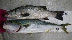 白浜の地磯でメジロ77cm&スズキ69cm！