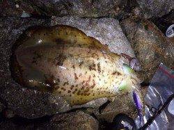 白浜周辺エギング、プチラッシュ突入で1.02㎏までを4ハイ♪