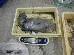 椿地磯でアオリイカ6パイ、エギングで♪