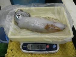 日置のヤエンでアオリイカ、好釣果です♪