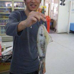 ヤエンでアオリイカ500〜1000g3バイの釣果