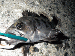 メバルに最高のコンディション、連チャンで釣…