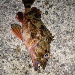 由良で波止際を攻めガシラ10匹、朝マヅメにはシーバスも♪