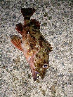 由良で波止際を攻めガシラ10匹、朝マヅメにはシーバスも♪