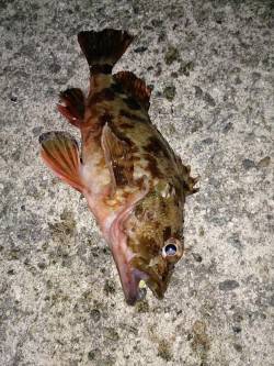 由良で波止際を攻めガシラ10匹、朝マヅメに…