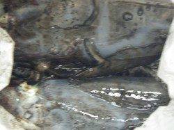 白浜見草にてエギングでアオリの釣果