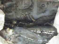 白浜見草にてエギングでアオリの釣果