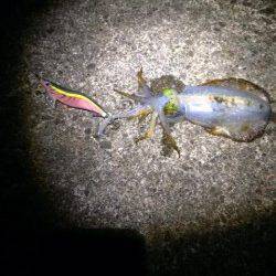 白浜周辺エギング、プチラッシュ突入で1.02㎏までを4ハイ♪