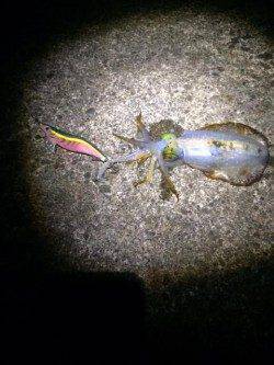 白浜周辺エギング、プチラッシュ突入で1.02㎏までを4ハイ♪