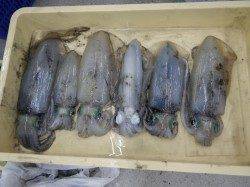 椿地磯でアオリイカ6パイ、エギングで♪