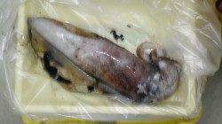 気持ちいい～！！すさみ地磯でヤエン&エギング