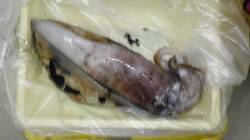 気持ちいい～！！すさみ地磯でヤエン&…