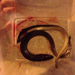 西宮浜でぶっ込み釣り【まだまだアナゴも居る様です】