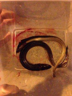 西宮浜でぶっ込み釣り【まだまだアナゴも居る様です】