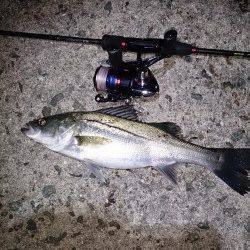 由良で波止際を攻めガシラ10匹、朝マヅメにはシーバスも♪