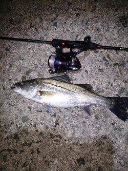 由良で波止際を攻めガシラ10匹、朝マヅメにはシーバスも♪