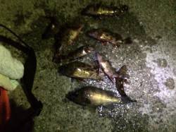 樽井漁港外向きテトラでガシラ連続8匹&am…