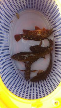 明石港で探り釣り、ガシラとアイナメをキャッ…