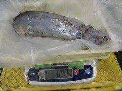 すさみ地磯ヤエンのアオリはアタリ４回で４杯ゲット！