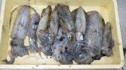 白浜地磯のヤエン釣りでアオリイカ好調
