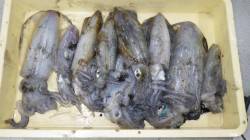 白浜地磯のヤエン釣りでアオリイカ好調