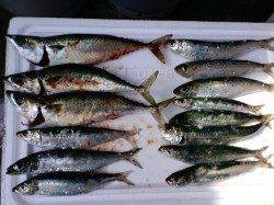 加太のサビキ釣りでアジにサバ、マイワシも♪