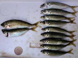 加太のサビキ釣りでアジにサバ、マイワシも♪…