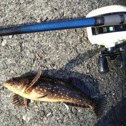 高砂港　穴釣りでメバル狙いもアイナメ22cmの釣果